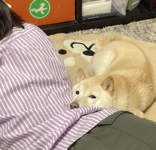 飼い主をあご枕にする柴犬