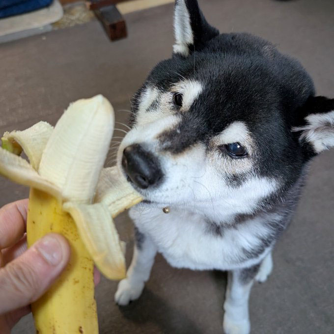 バナナの皮をかじる柴犬