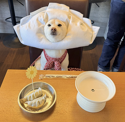 ギョーザのかぶりものをした柴犬