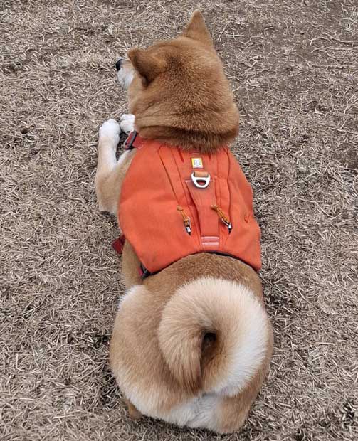 柴犬 しっぽがかわいい