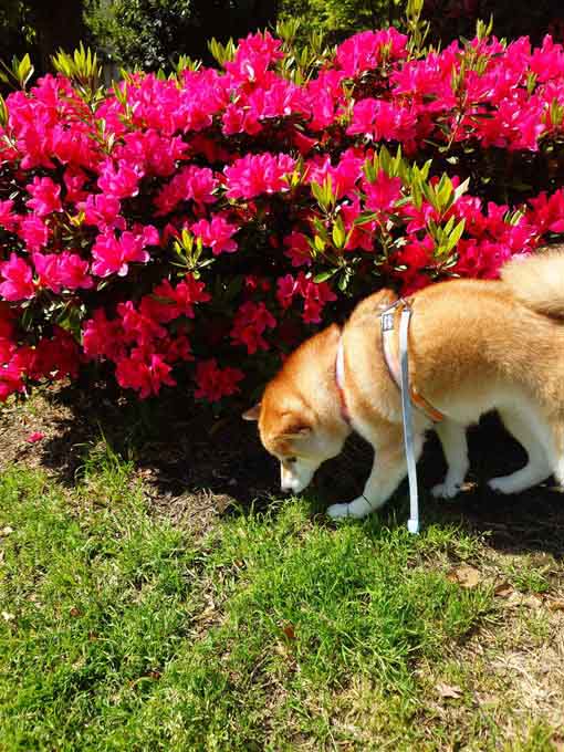 柴犬　つつじ