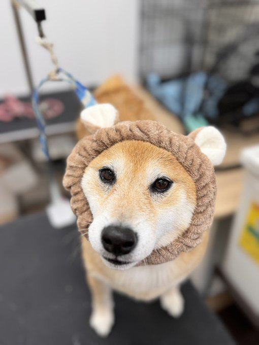 くまの耳のスヌードをかぶった柴犬