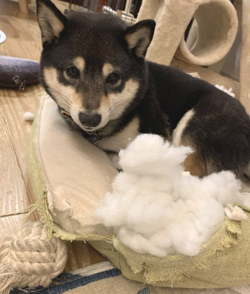 クッションを壊す柴犬