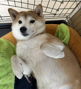 両手を挙げた柴犬