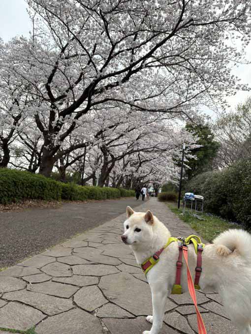 桜と柴犬