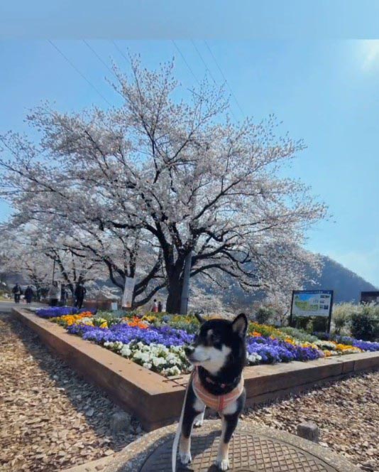 桜と柴犬