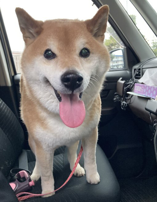 車の中で笑顔の柴犬