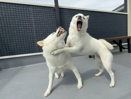じゃれあう柴犬　白