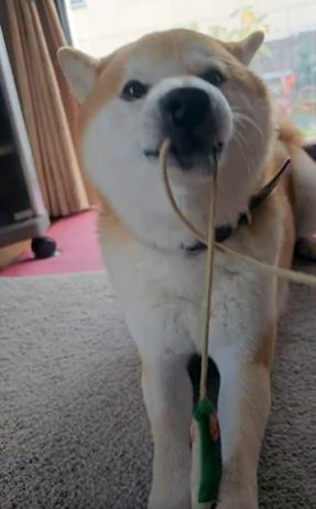 ひもをひっぱる柴犬