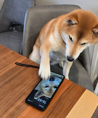 スマホを手でさわる柴犬
