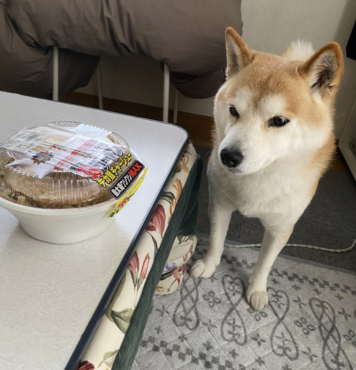 ラーメンを見つめる柴犬