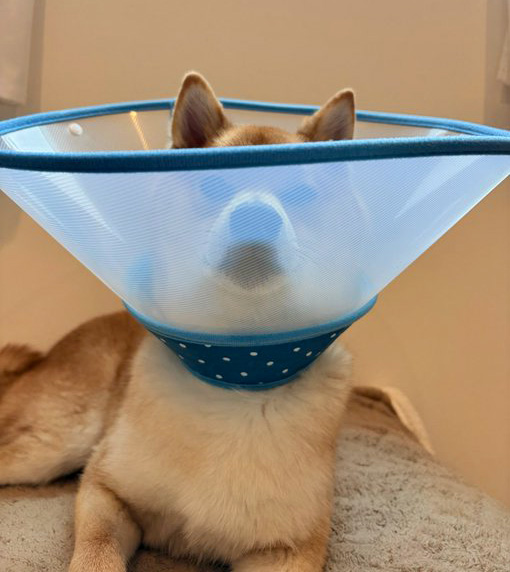 エリザベスカラーをつけた柴犬