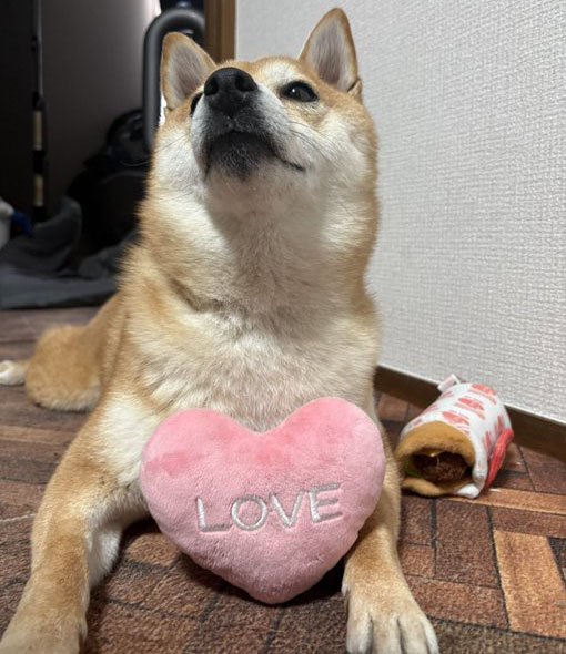 ハートのおもちゃと柴犬