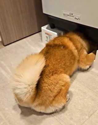 家具の下に頭を突っ込んだ柴犬