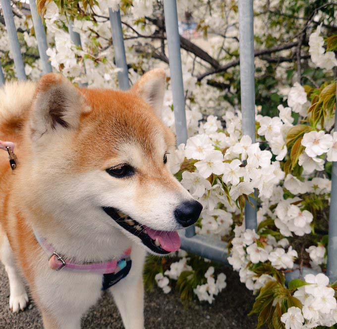 桜と柴犬