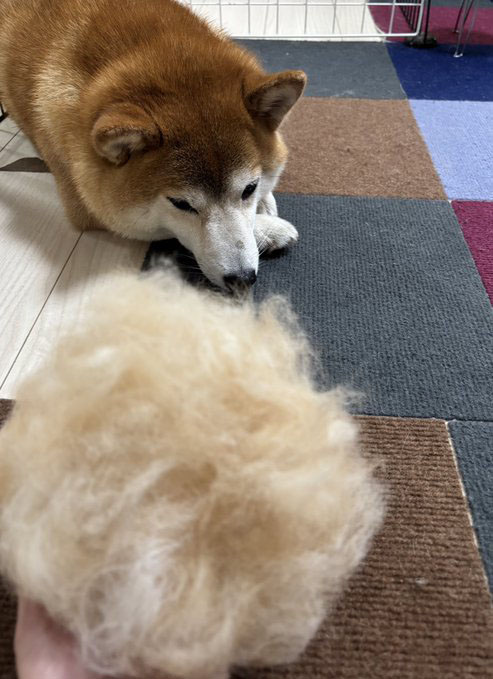 柴犬 抜け毛