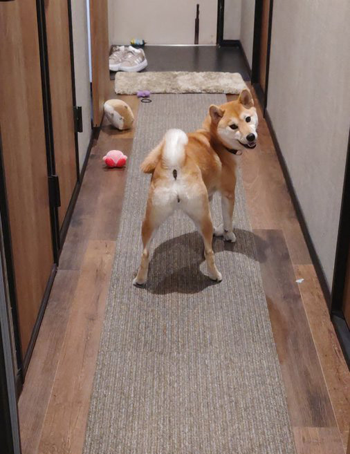 振り向く柴犬