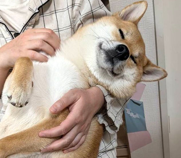 柴犬　だっこ　寝る