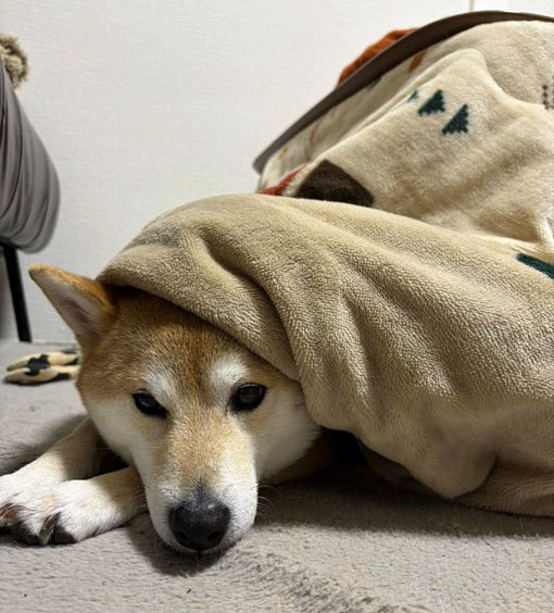 布団をかぶる柴犬