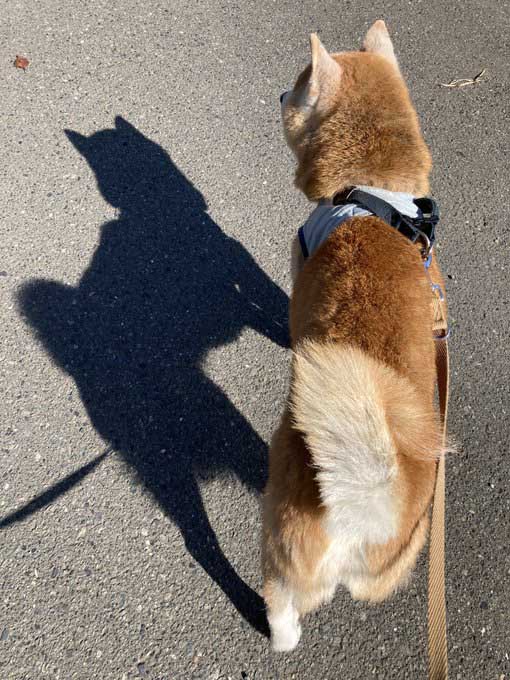 柴犬と影