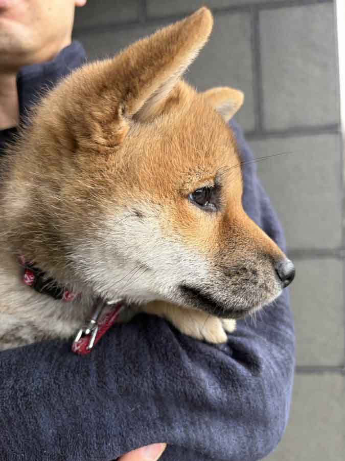 抱っこされた柴犬