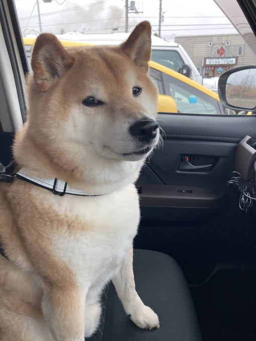 車の中で暗い顔の柴犬