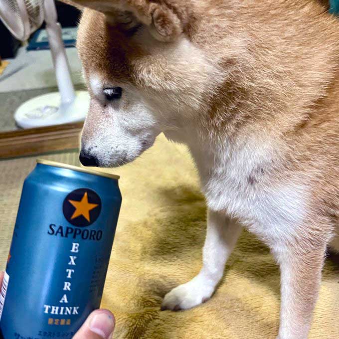 缶ビールと柴犬