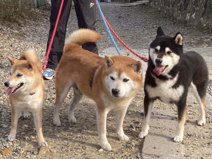 柴犬３頭
