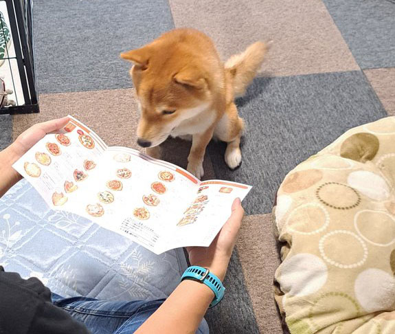 メニューを見る柴犬