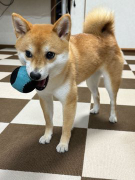 柴犬 ボール