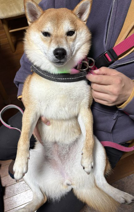 両手を下した柴犬