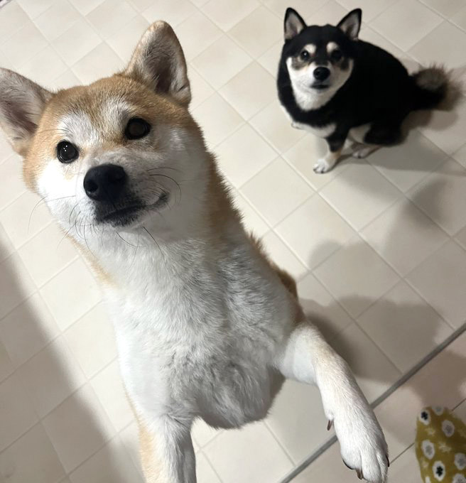 柴犬　黒と赤