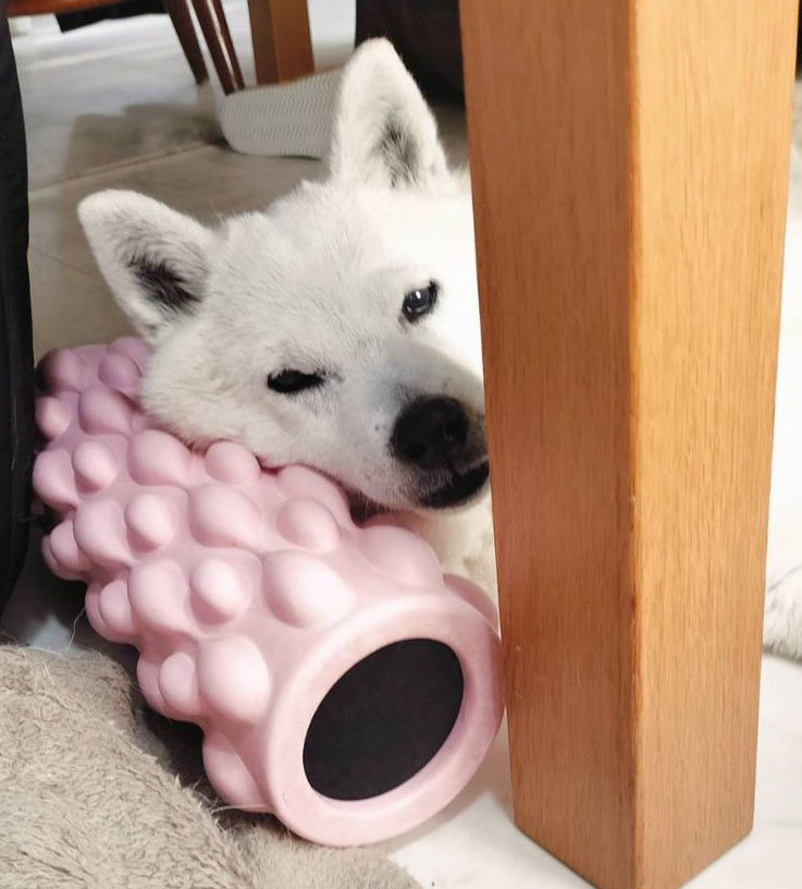 柴犬 フォームローラー