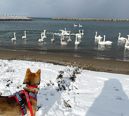 柴犬と白鳥