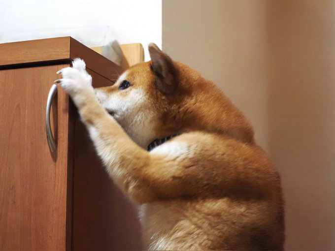 後ろ足で立つ柴犬
