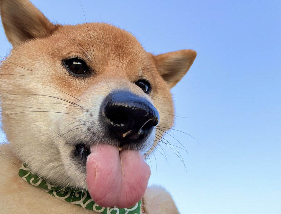 柴犬 あかんべー