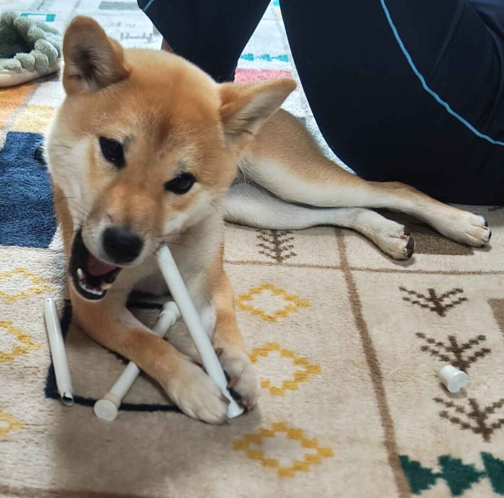 突っ張り棒をかじる柴犬
