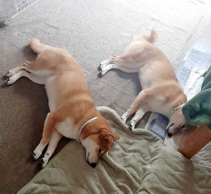 並んで寝る柴犬