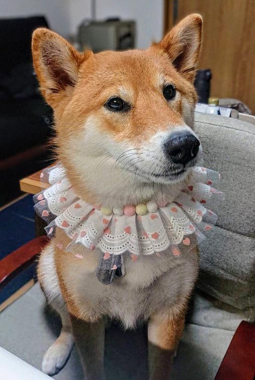 襟飾りをつけた柴犬