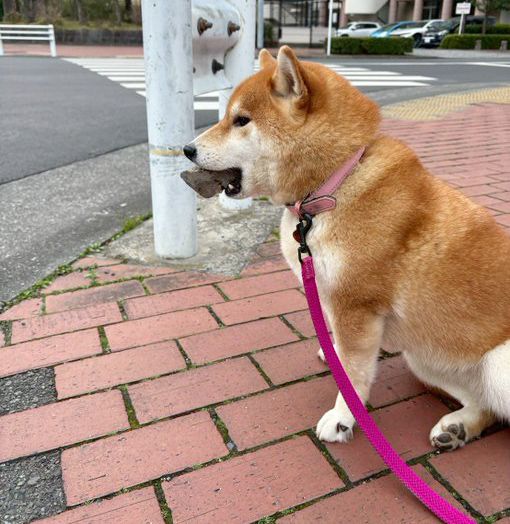 石を加えた柴犬