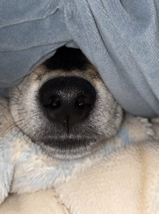 毛布から鼻だけ出している柴犬