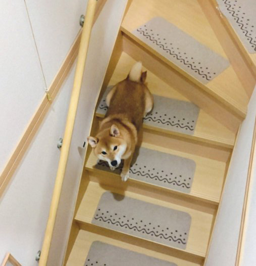 階段を下りる柴犬