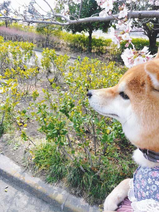 桜と柴犬