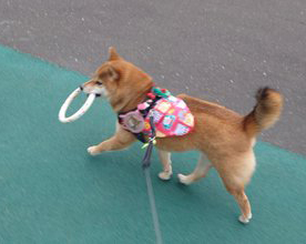 おもちゃを運ぶ柴犬