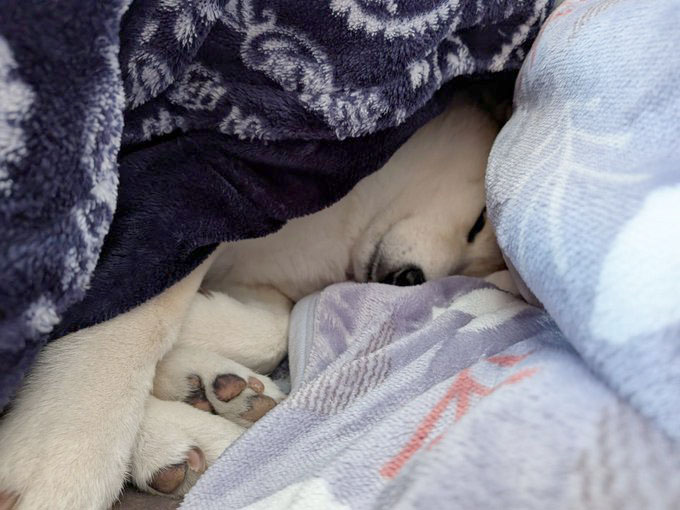 布団にもぐる柴犬