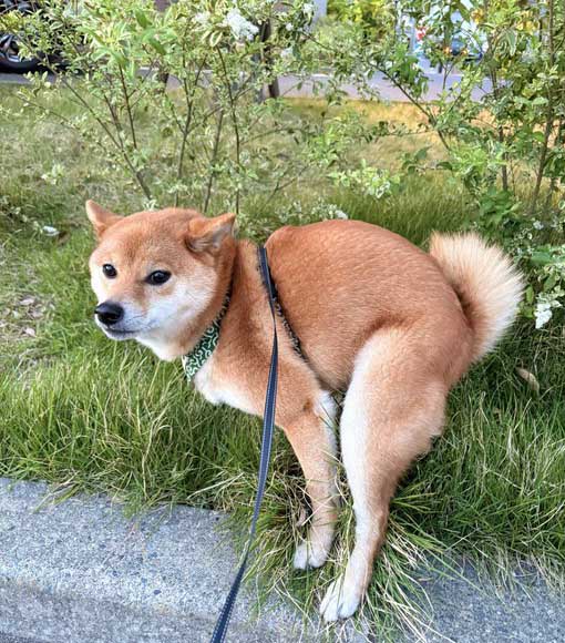 ウン中の柴犬
