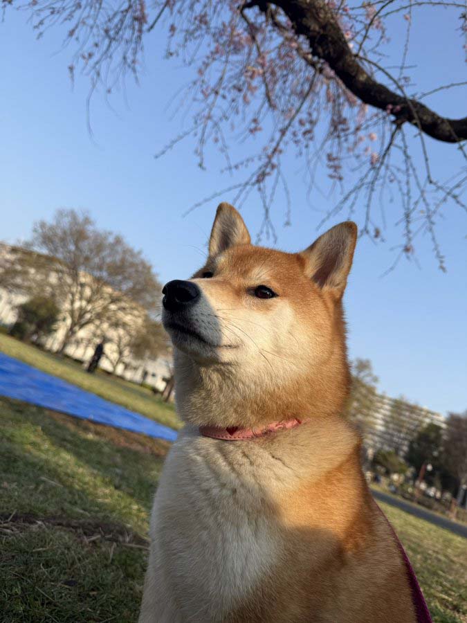 柴犬と桜