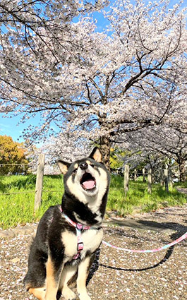 柴犬と桜