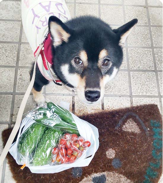 柴犬 野菜