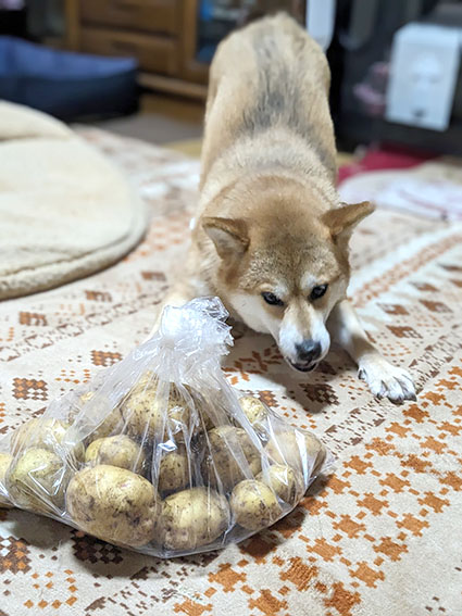 柴犬 じゃがいも